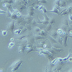Neuro-2a cells